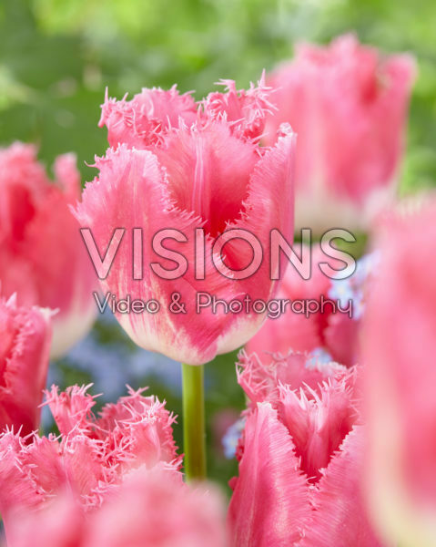 Тюльпан бахромчатый Фэнси Фрилс